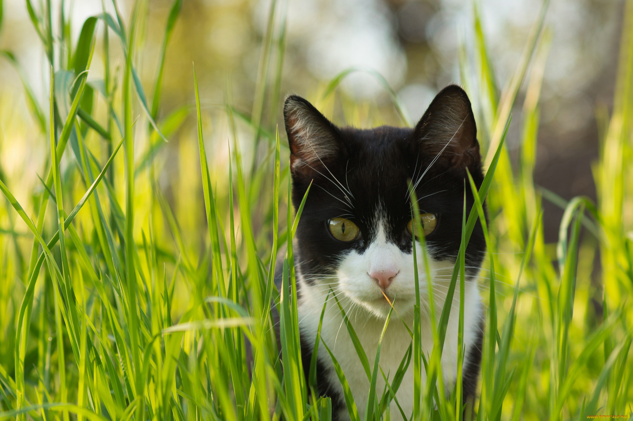 Black cat white cat. Трава для кошек. Черно белый кот. Кот в траве. Черно белая кошка.